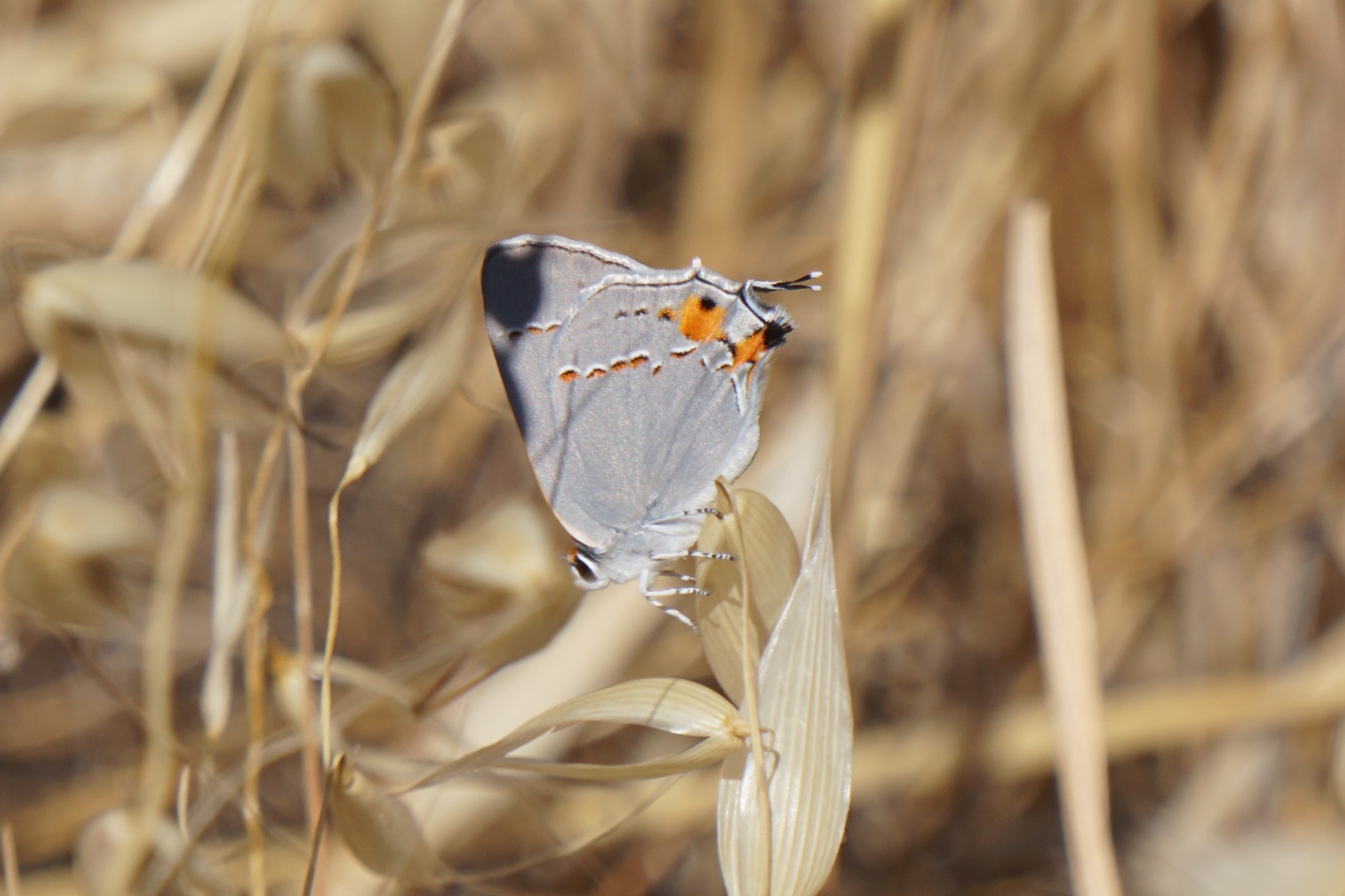 butterfly